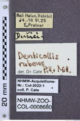 Etiketten zu Denticollis rubens (NHMW-ZOO-COL-0008680)